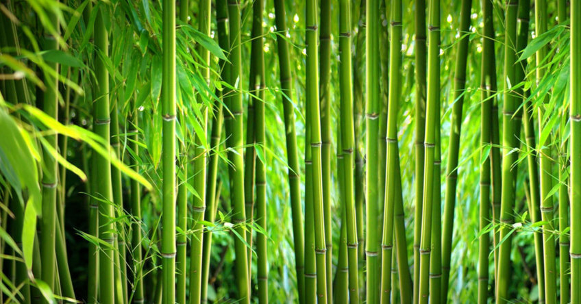 Bamboo forest showcases the bamboo used in HexArmor's eco gloves.
